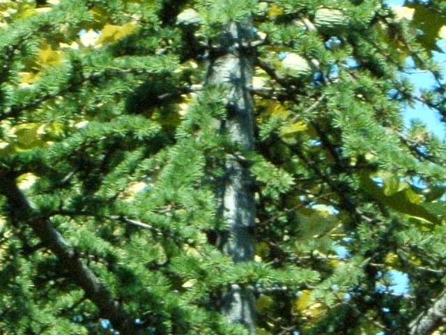 Cedrus cfr. atlantica